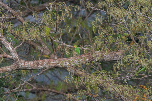 Red-headed Lovebird