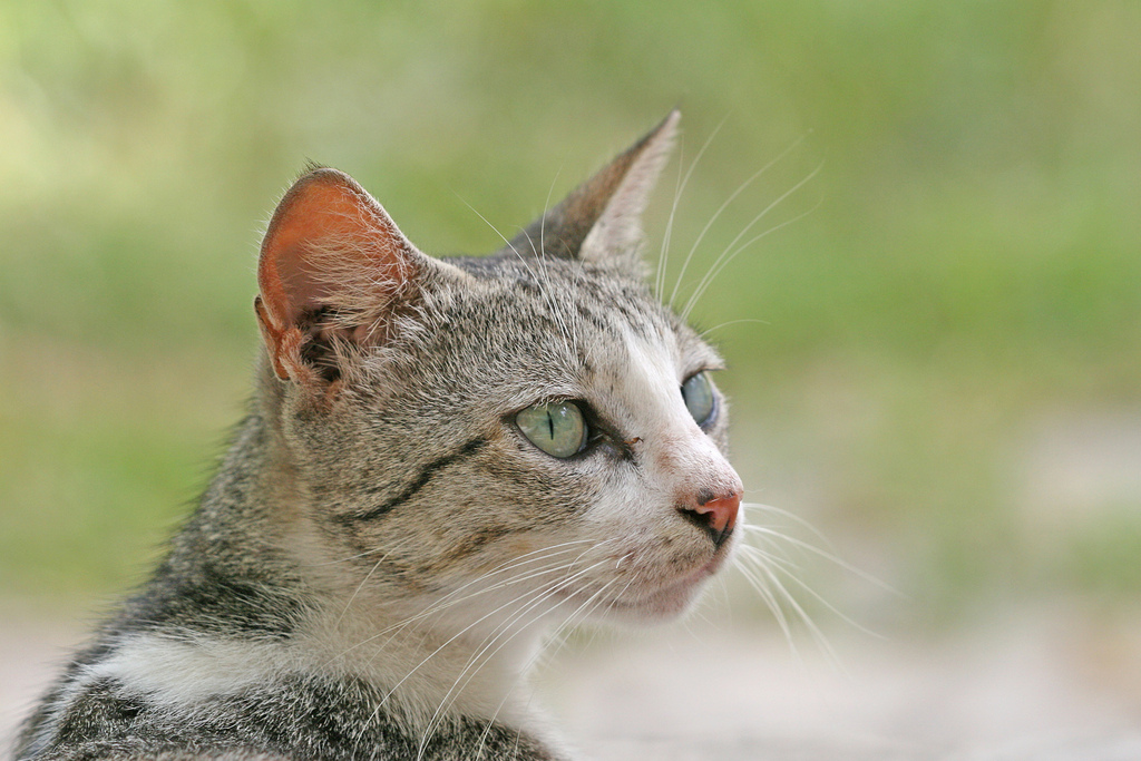 Domestic Cat Felis Catus Know Your Mammals 
