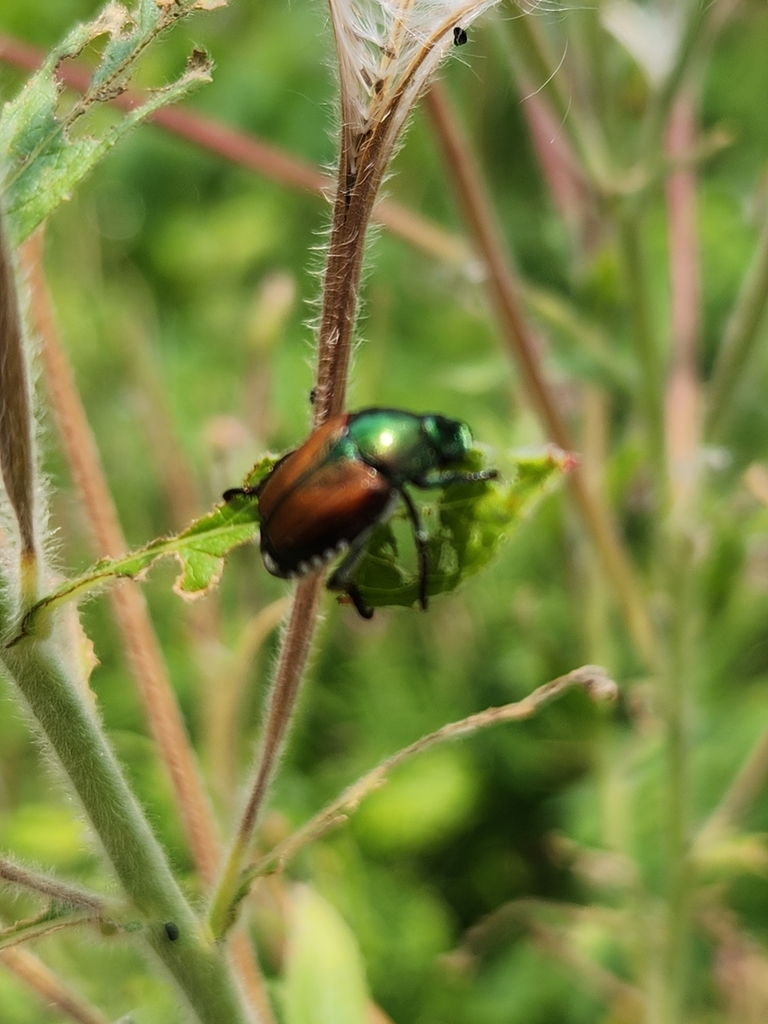 Japanese Beetle From Boalsburg PA 16827 USA On August 1 2023 At 12   Large 