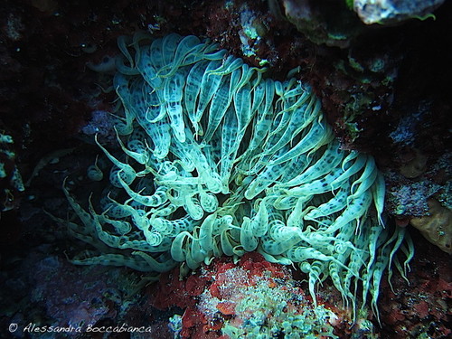 Aiptasia mutabilis (Gravenhorst, 1831)