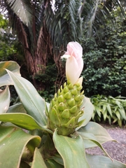 Costus guanaiensis image