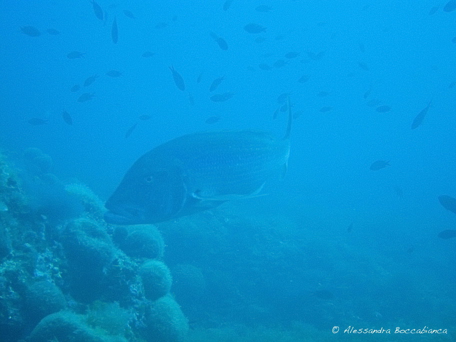 Common Dentex