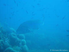 Common Dentex