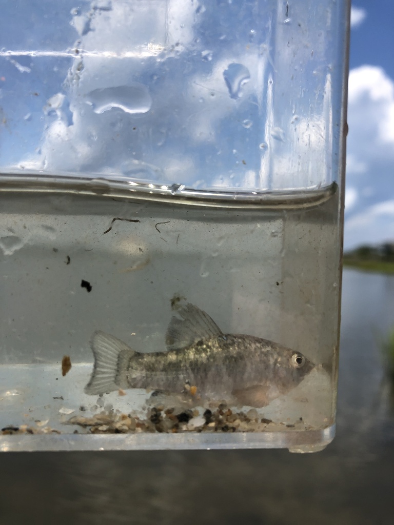 Sheepshead Minnow from North Atlantic Ocean, North Topsail Beach, NC ...