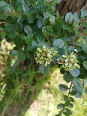 Image of Kalmia buxifolia