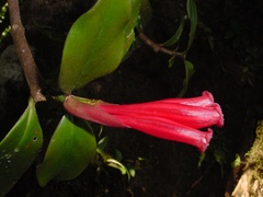 Hillia triflora var. triflora image