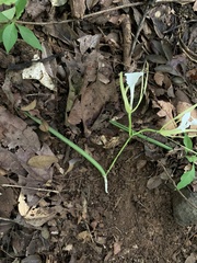 Brassavola nodosa image