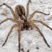 Radiated Wolf Spider - Photo (c) Tiago Carneiro, all rights reserved, uploaded by Tiago Carneiro