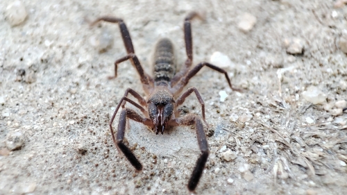 Iberian Solifugid