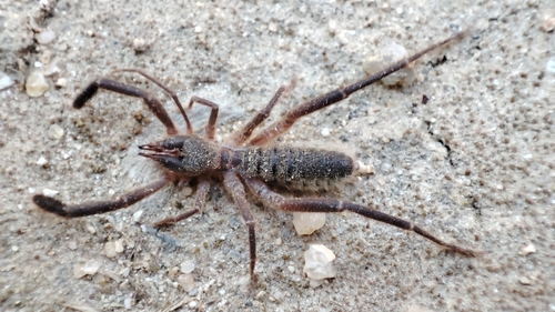 Iberian Solifugid