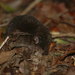 Forest Shrew - Photo (c) Johnny Wilson, all rights reserved, uploaded by Johnny Wilson