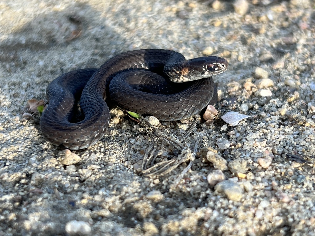 Red-bellied Snake from Ch Tourangeau, Grand-Remous, QC, CA on August 1 ...