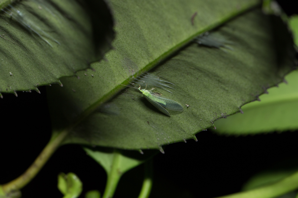 Chrysoperla nipponensis from 中国浙江省杭州市西湖区 on May 3, 2016 at 09:19 PM by ...