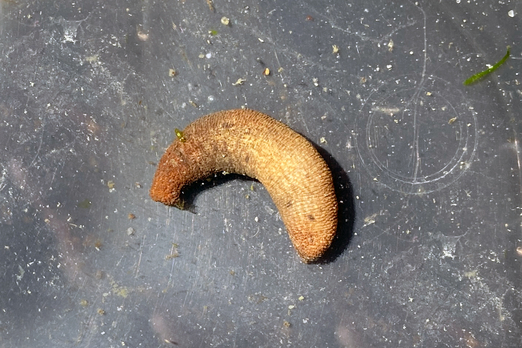 Pacific Peanut Worm from Island County, WA, USA on August 1, 2023 at 04 ...