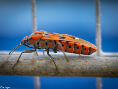 Indian Milkweed Bug