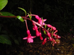 Image of Fuchsia jimenezii