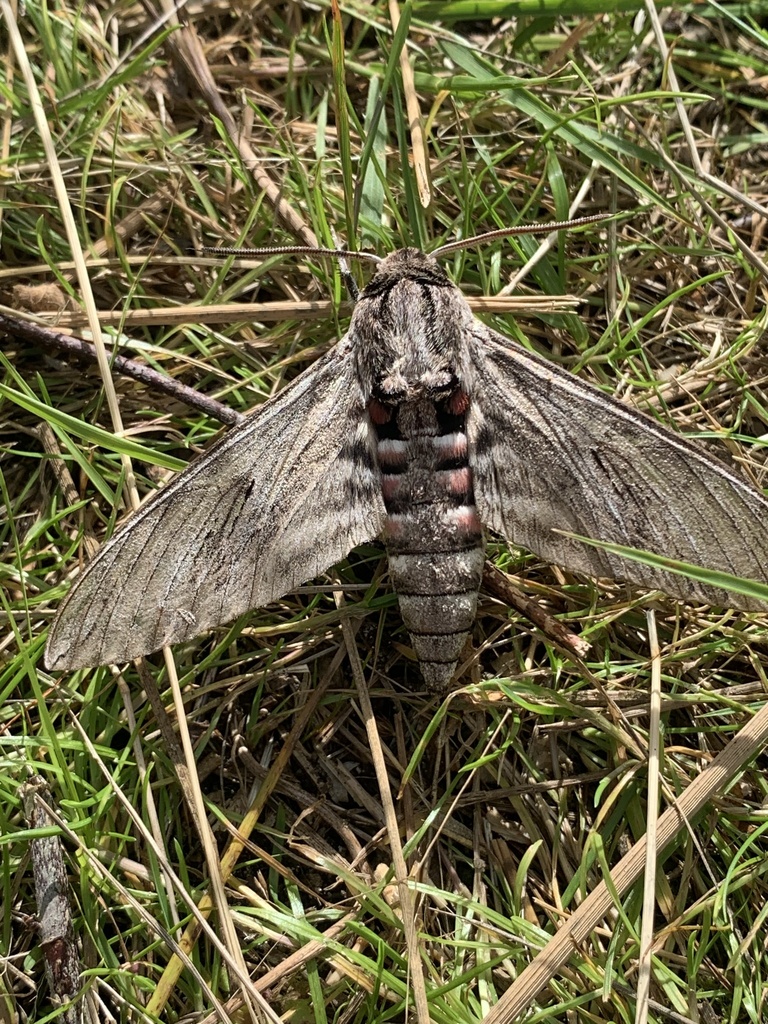 Convolvulus Hawkmoth From Sj Lland H Jby Region Sj Lland Dk On