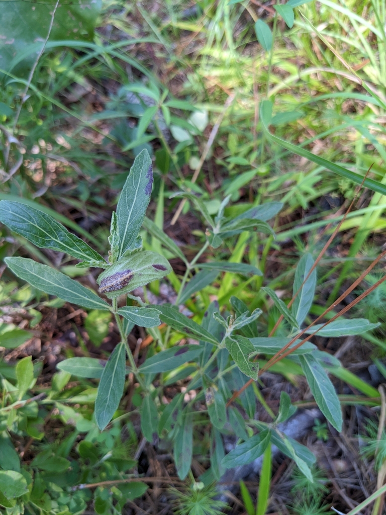 Oblongleaf snakeherb in August 2023 by Eric Ungberg · iNaturalist