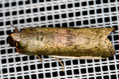 Image of Carthara albicosta