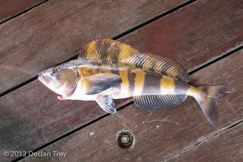 Atka Mackerel
