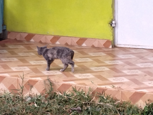 Domestic Cat