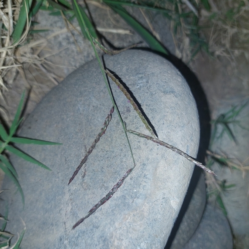 Paspalum penicillatum