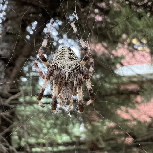 Araneus khingan