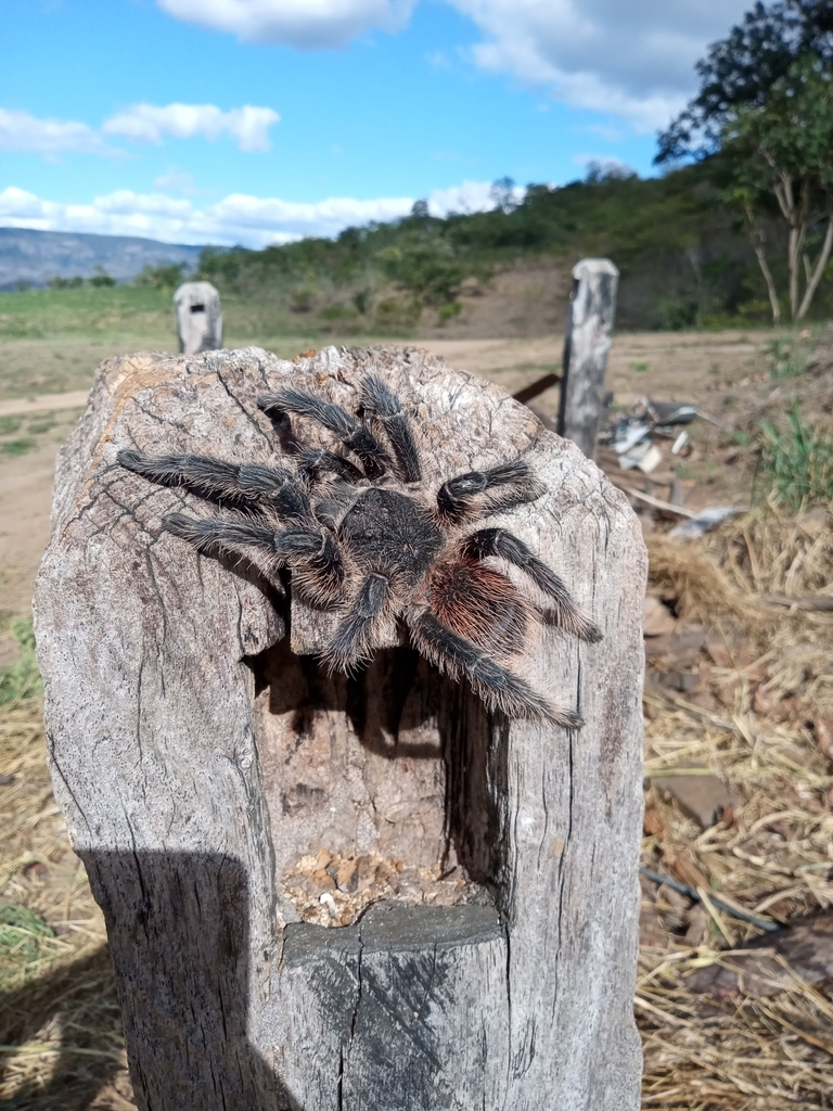 Bahia Scarlet Tarantula (Lasiodora klugi) · iNaturalist