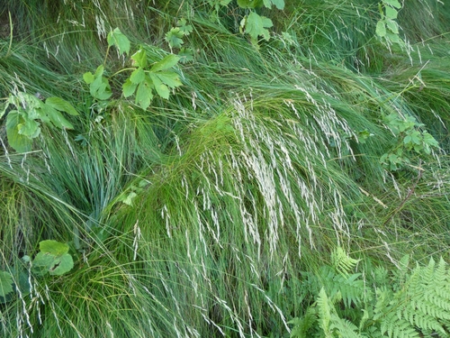 Fetuque jaune (Festuca flavescens)