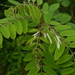 Robinia viscosa - Photo (c) jtuttle, todos los derechos reservados, subido por jtuttle