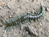 Halcyon Giant Centipede - Photo (c) creek, all rights reserved, uploaded by creek