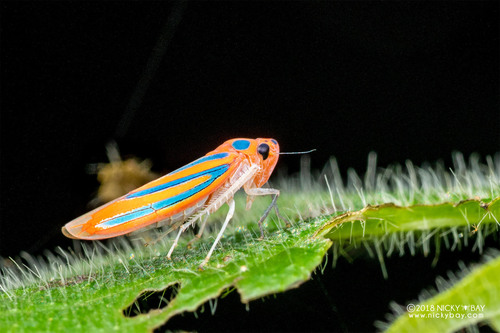 Madranga segnita