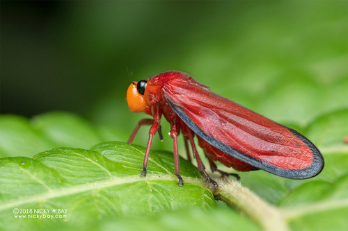 Amberana marginata