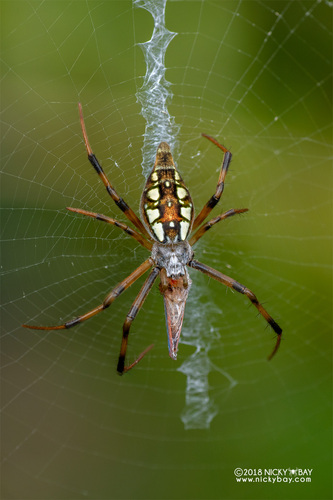 Argiope ranomafanensis