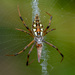 Argiope ranomafanensis - Photo (c) Nicky Bay, all rights reserved, uploaded by Nicky Bay