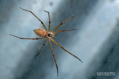 Caripetella madagascariensis