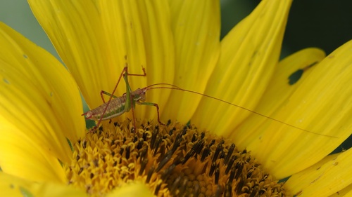 Striped Bush-cricket