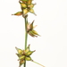 Carex rosea - Photo (c) Matthew Ireland, todos os direitos reservados, uploaded by Matthew Ireland