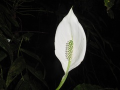 Spathiphyllum montanum image