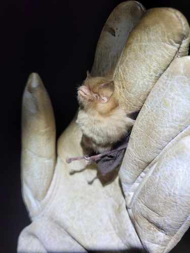 Brazilian Funnel-eared Bat