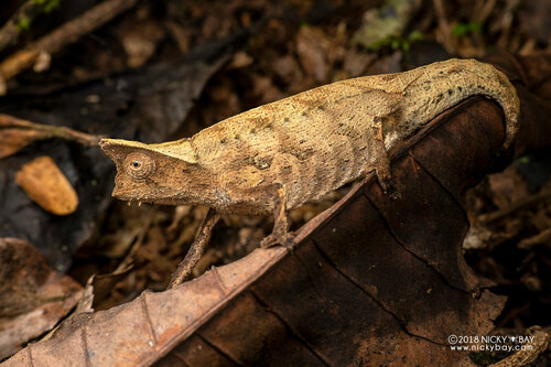 Brown Leaf Chameleon