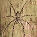 Lichen Huntsman - Photo (c) Michael Jacobi, all rights reserved, uploaded by Michael Jacobi