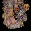 Zethus miniatus - Photo (c) David Barros Muniz, all rights reserved, uploaded by David Barros Muniz