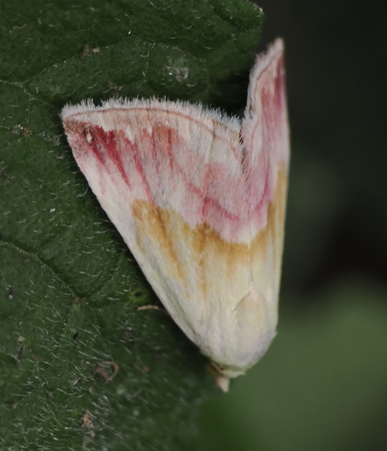 Beautiful marbled