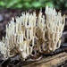 Artomyces - Photo (c) casspugh, all rights reserved