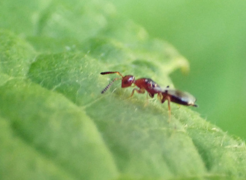 Theocolax formiciformis