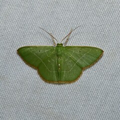 Image of Nemoria gladysae