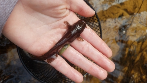 Black Madtom
