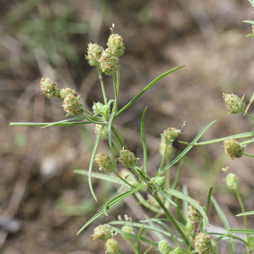 sand plantain (Plantago arenaria)