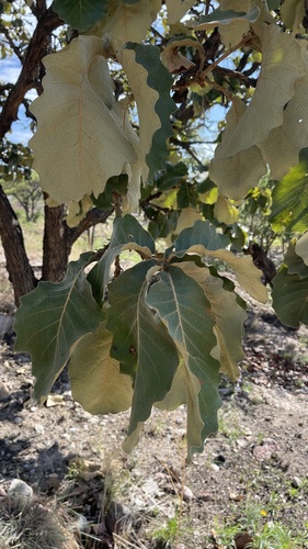 Quercus resinosa
